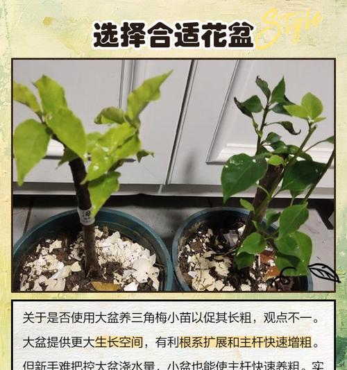 小苗三角梅开花后如何修剪？修剪技巧是什么？