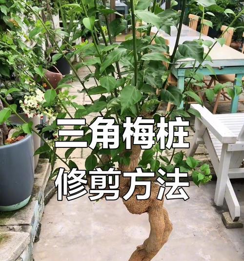 小苗三角梅开花后如何修剪？修剪技巧是什么？