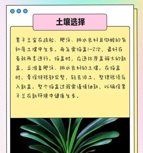 大棵君子兰彩兰怎么养护？君子兰彩兰的养护技巧有哪些？
