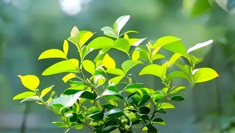 家里阳台种什么花特别香？推荐几种香气浓郁的花卉是什么？