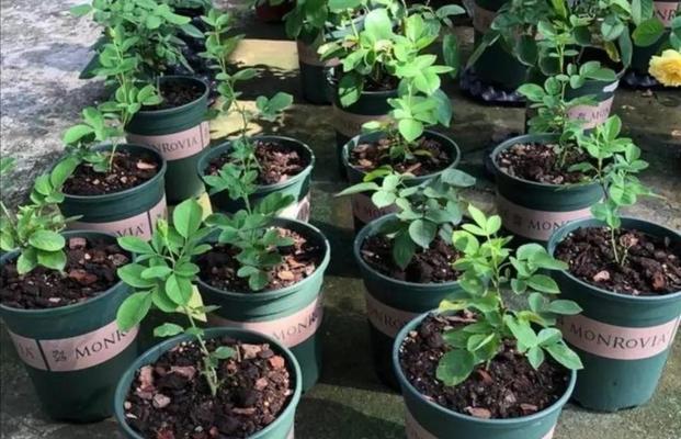 家庭自制土壤肥料的简易方法是什么？