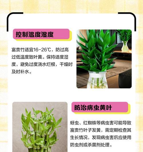 怎么养蓬莱竹叶子发黄？蓬莱竹养护中叶子发黄的解决方法