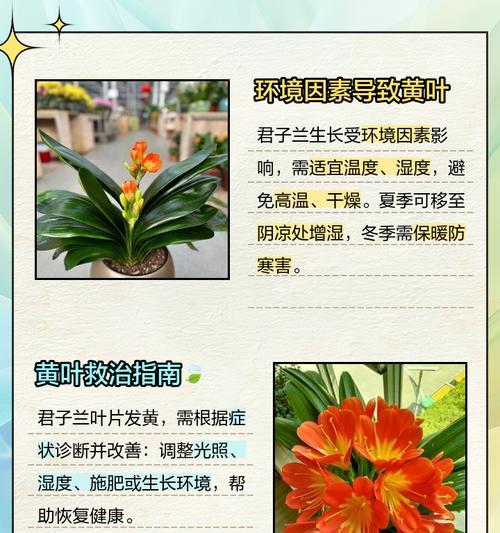 君子兰底叶散开的原因是什么？如何处理这一问题？