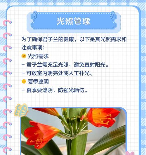 君子兰开花后如何进行养护？