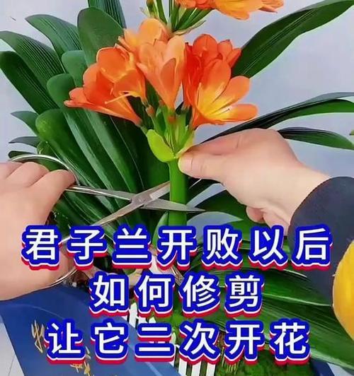 君子兰开花后如何进行养护？