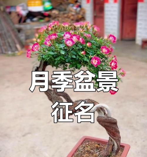 乌江月季盆景养护技巧有哪些？
