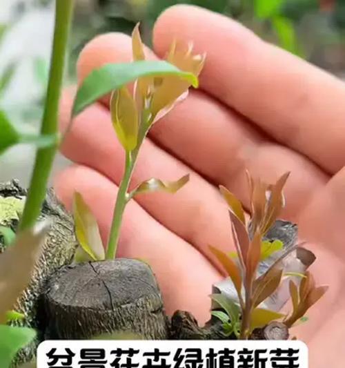 乌江月季盆景养护技巧有哪些？