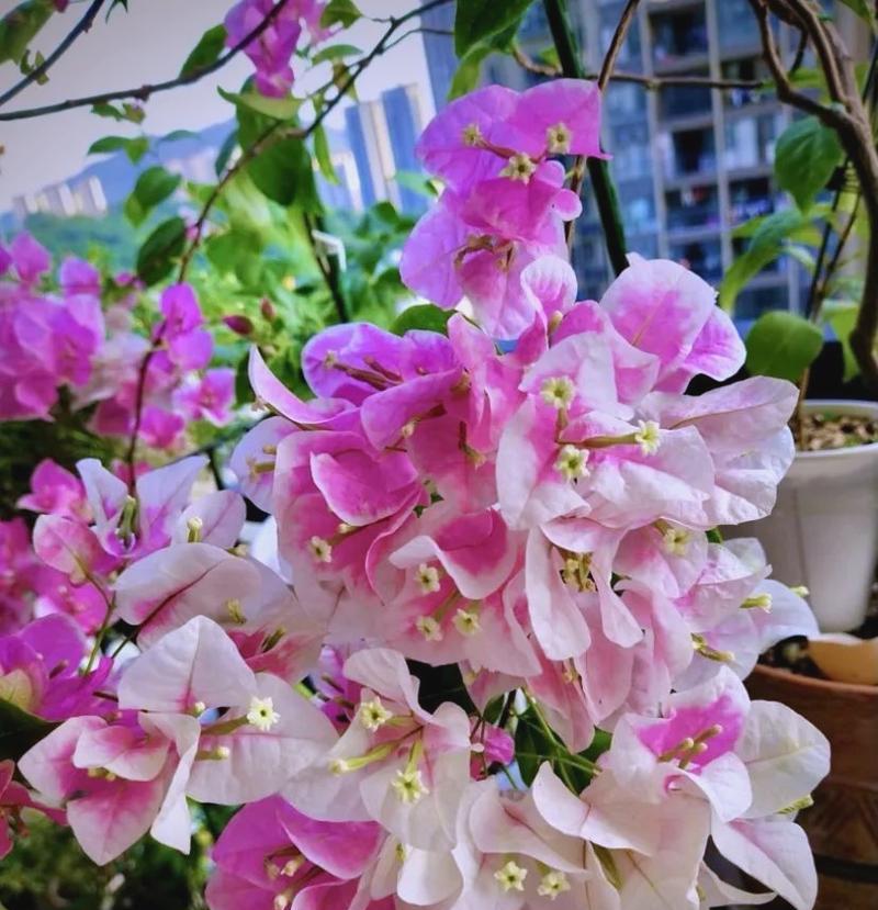 怎么样养三角梅能开花？开花前的养护要点是什么？