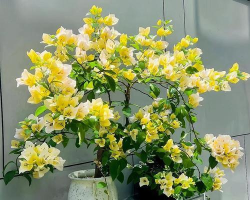 怎么样养三角梅能开花？开花前的养护要点是什么？
