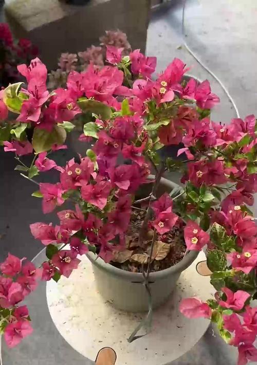 怎么样养三角梅能开花？开花前的养护要点是什么？
