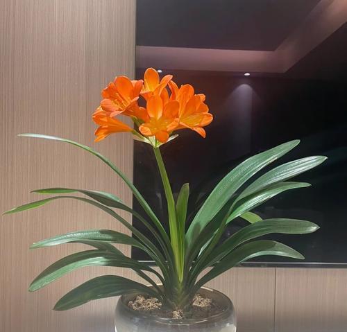 在办公桌上摆放君子兰有哪些好处？