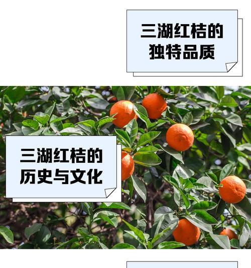 桔子果树的栽培技术要点是什么？如何提高果实品质？