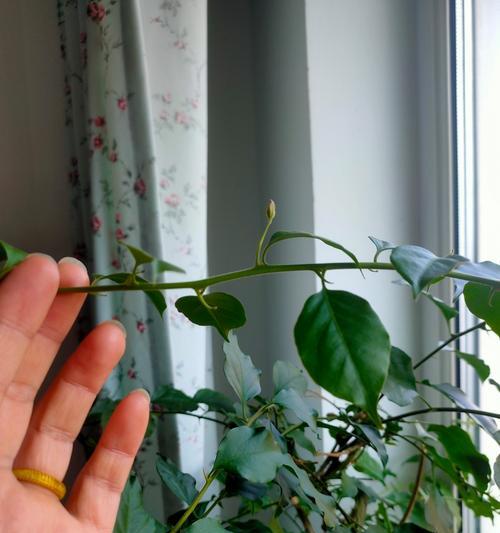 三角梅枝条脱皮的原因是什么？如何处理三角梅枝条脱皮问题？