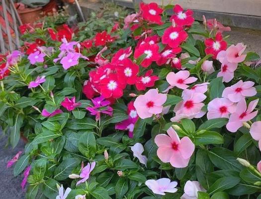 阳台种植哪些花卉既美观又耐晒？