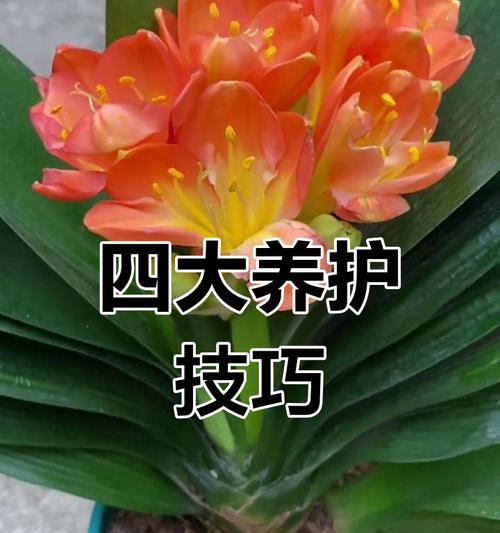 君子兰结出的红果果如何种植？有哪些注意事项？