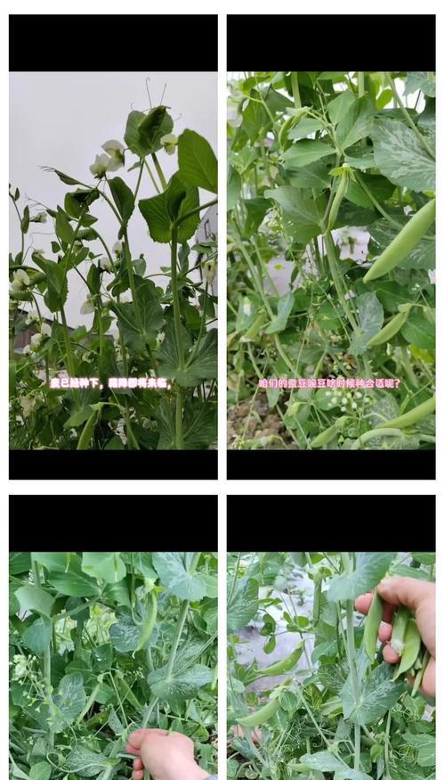秋豆子的最佳播种时间是什么时候？