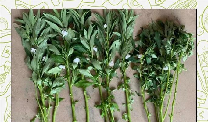 凤仙花叶子黄化干枯原因？如何解决？