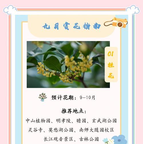 秋花播种的最佳时机是什么时候？
