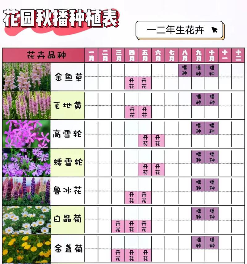朱顶红种荚的最佳播种时间是什么时候？
