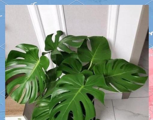 大龟背竹盆景移植的正确步骤是什么？