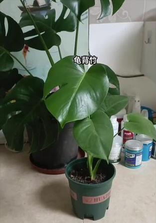 大龟背竹盆景移植的正确步骤是什么？