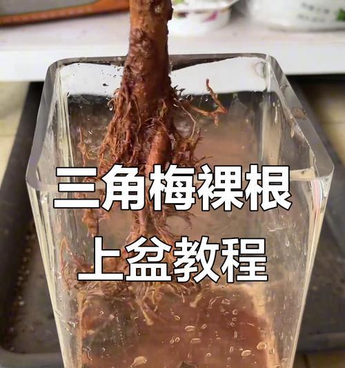 三角梅根部养护方法？如何促进三角梅根系的健康生长？