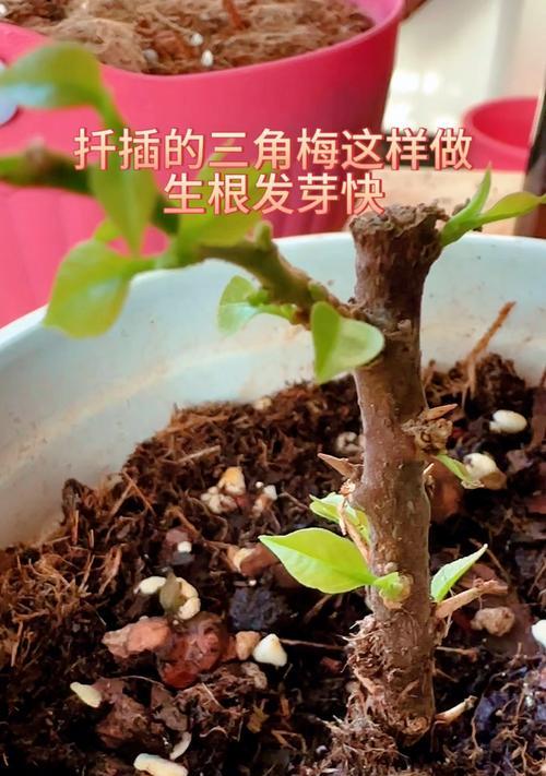 三角梅根部养护方法？如何促进三角梅根系的健康生长？