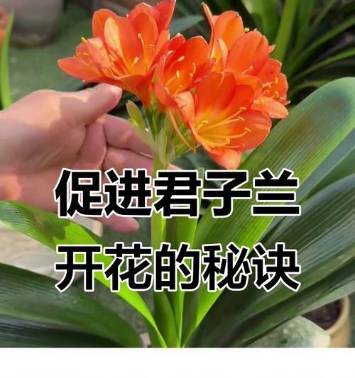 如何判断君子兰是否会开花？
