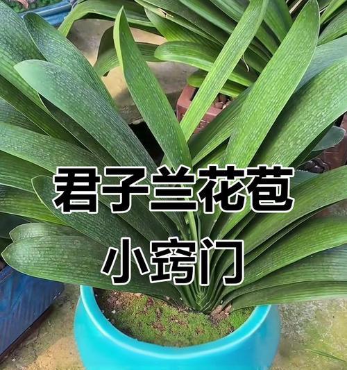 如何判断君子兰是否会开花？