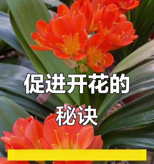 如何判断君子兰是否会开花？