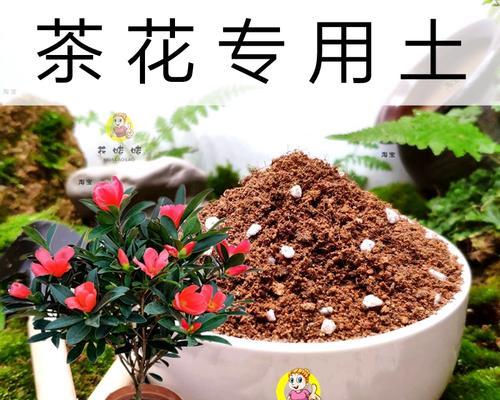 木本植物土壤的养护方法是什么？