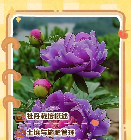 木本植物土壤的养护方法是什么？