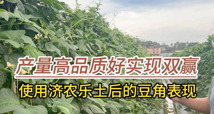 豆角施肥的最佳技巧是什么？如何提高豆角的产量和品质？