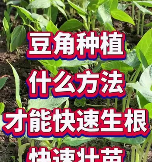 豆角施肥的最佳技巧是什么？如何提高豆角的产量和品质？