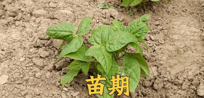 豆角施肥的最佳技巧是什么？如何提高豆角的产量和品质？