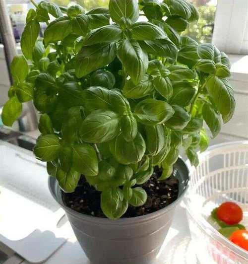 鸡骨香草植物有哪些独特特点？