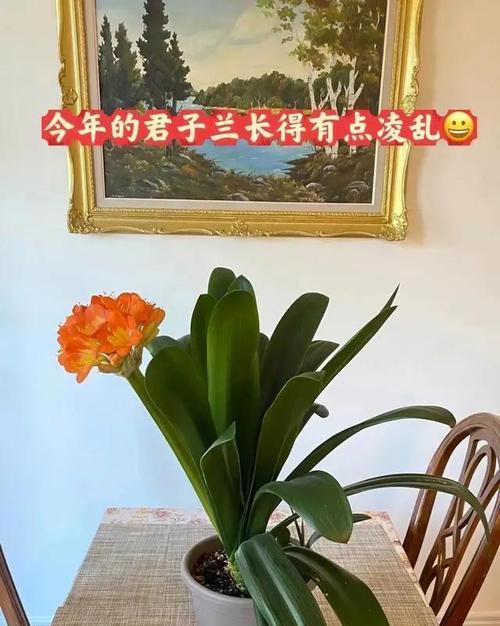 君子兰的最佳摆放位置是什么？