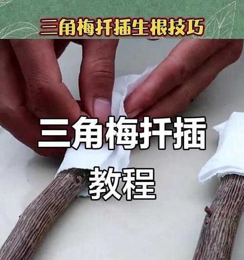 小棵三角梅扦插的步骤和技巧是什么？