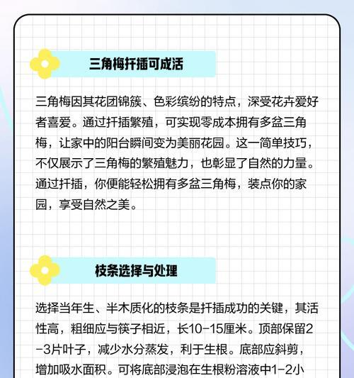 小棵三角梅扦插的步骤和技巧是什么？