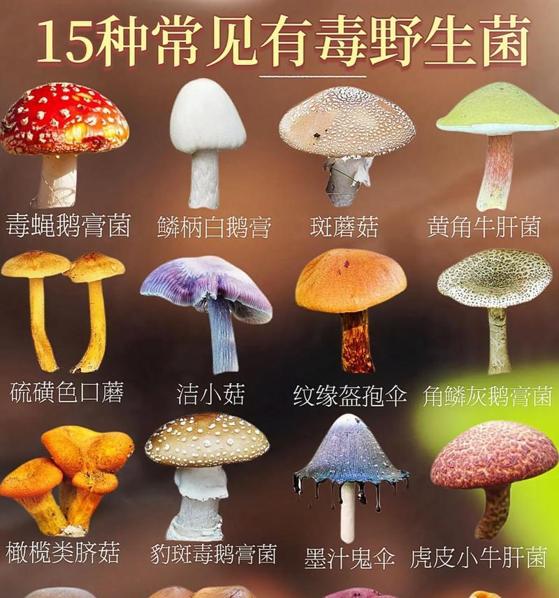 蘑菇养殖有哪些技术要点？栽培蘑菇的步骤是什么？