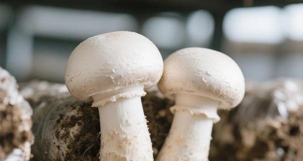 蘑菇养殖有哪些技术要点？栽培蘑菇的步骤是什么？