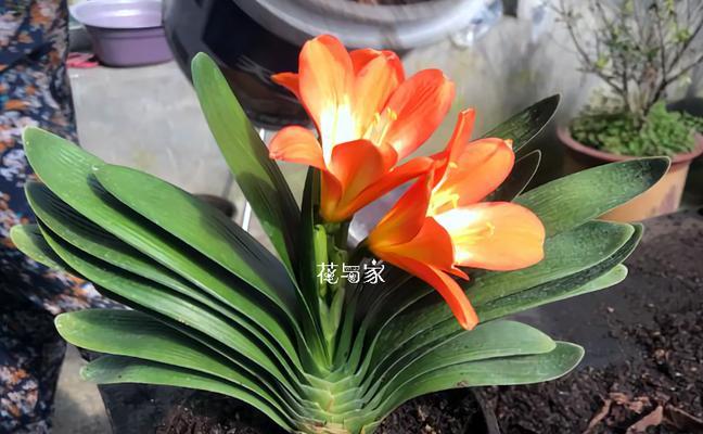 君子兰开花期间的管理要点是什么？