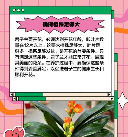 君子兰开花期间的管理要点是什么？
