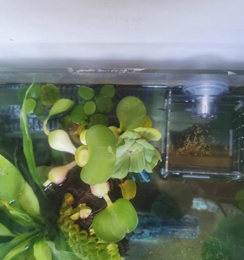 摆件水生植物有哪些种类？如何选择适合的水生植物？