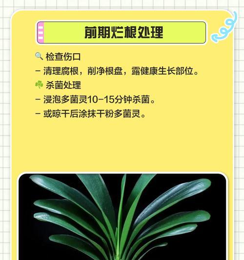君子兰有哪些益处和潜在的坏处？