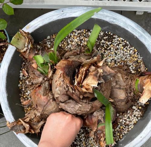 朱顶红掐花的正确方法和用途是什么？