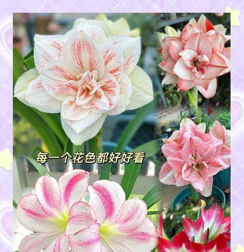 朱顶红掐花的正确方法和用途是什么？