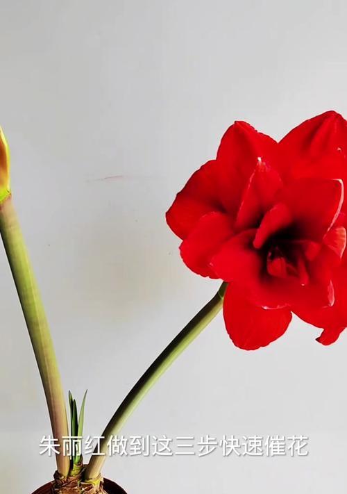 朱顶红掐花的正确方法和用途是什么？