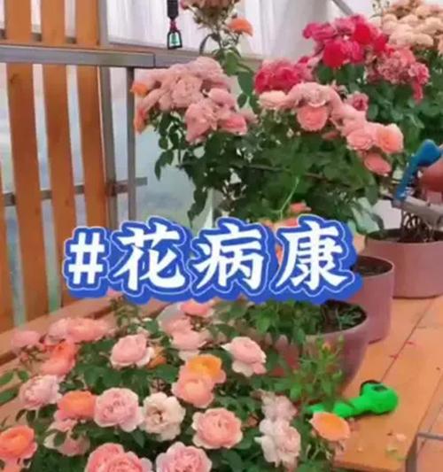 月季刚刚种下怎么养护？有哪些注意事项？