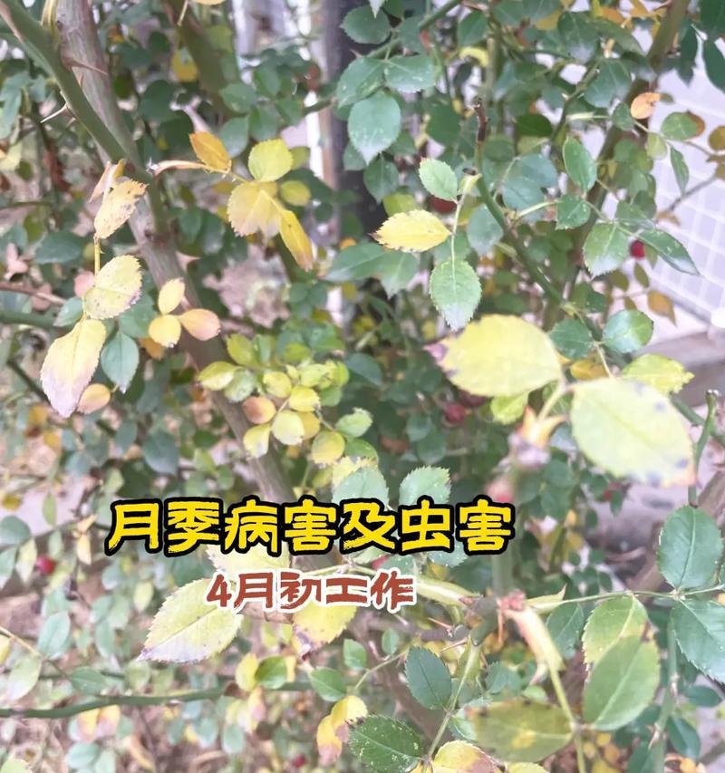 月季刚刚种下怎么养护？有哪些注意事项？